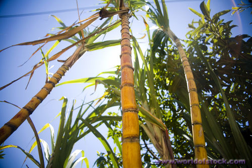 ethanol-sugar-cane2.jpg