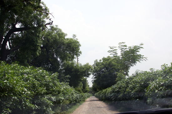 pataudi house driveway