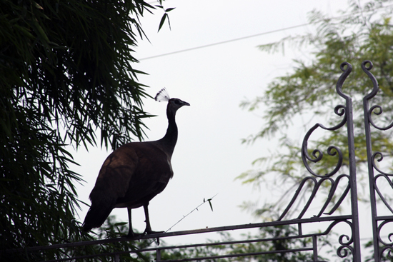 pataudi house peacock